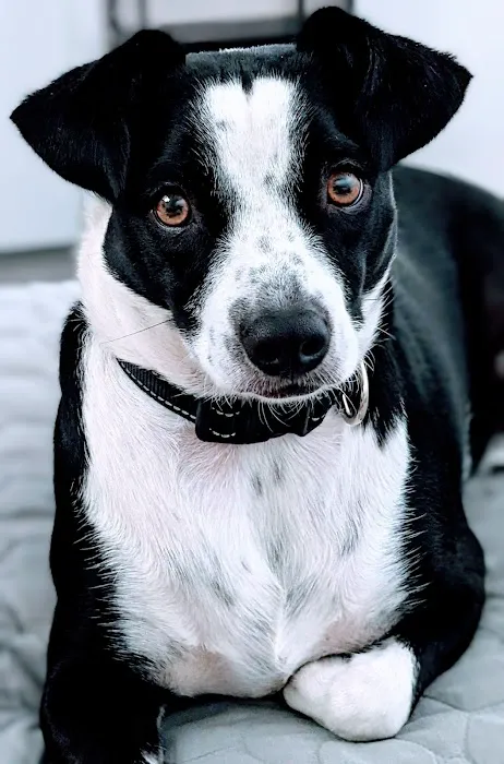 Corona Animal Hospital Picture 2