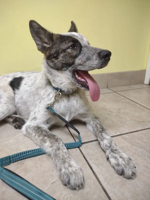Corona Animal Hospital Picture 6