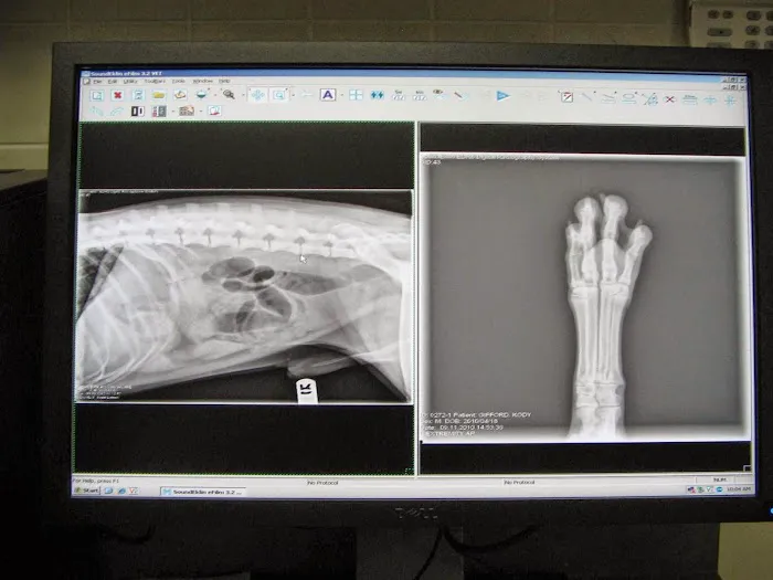 Corona Animal Hospital Picture 10