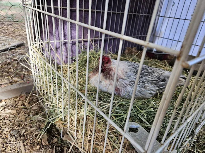 Animal Medical Center of Corona Picture 6