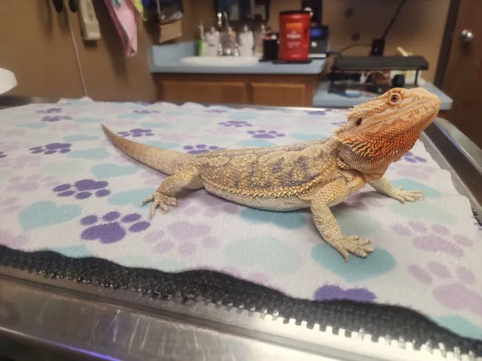 Animal Medical Center of Corona Picture 5