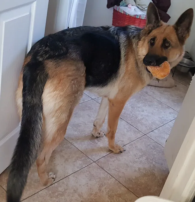 Animal Medical Center of Corona Picture 7