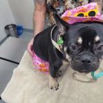 Animal Medical Center of Corona, Barton C. Huber, DVM, Dr. Bart