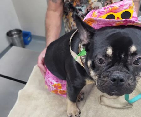 Animal Medical Center of Corona, Barton C. Huber, DVM, Dr. Bart