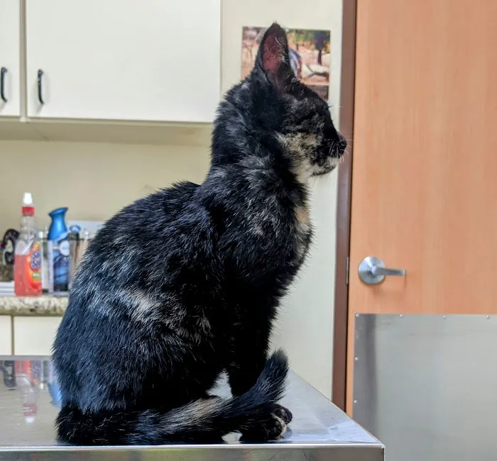 Fontana Animal Hospital Picture 4