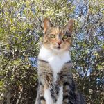Prestige Animal Hospital - North Fontana