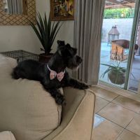 Banfield Pet Hospital ico