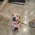 Vetco Total Care Animal Hospital