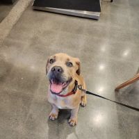 Vetco Total Care Animal Hospital ico