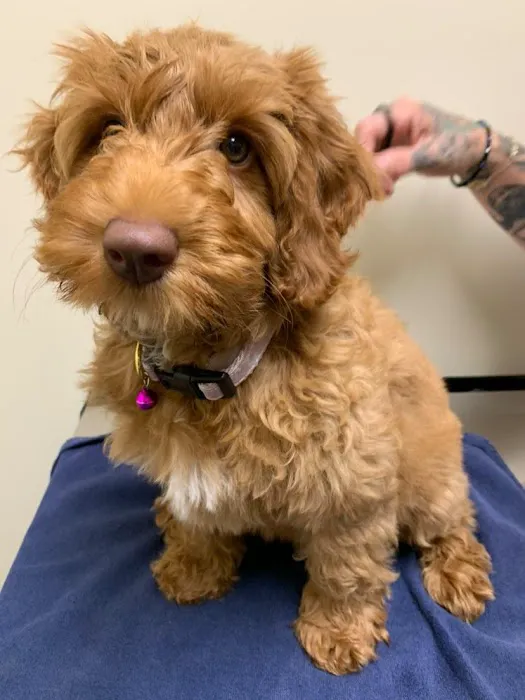 Vetco Total Care Animal Hospital Picture 5