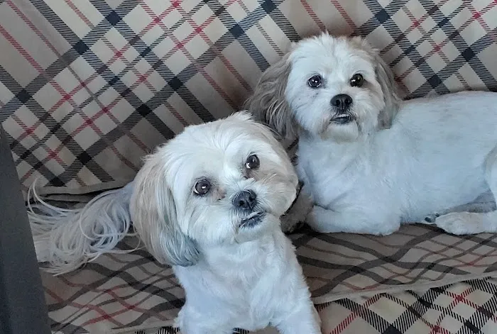 Humane Animal Hospital Picture 2