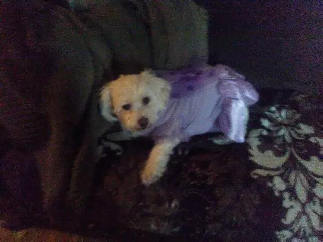 Humane Animal Hospital Picture 1