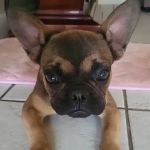 Animal Hospital Veterinarian