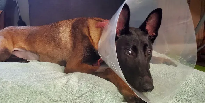 Walnut Village Pet Hospital Picture 3