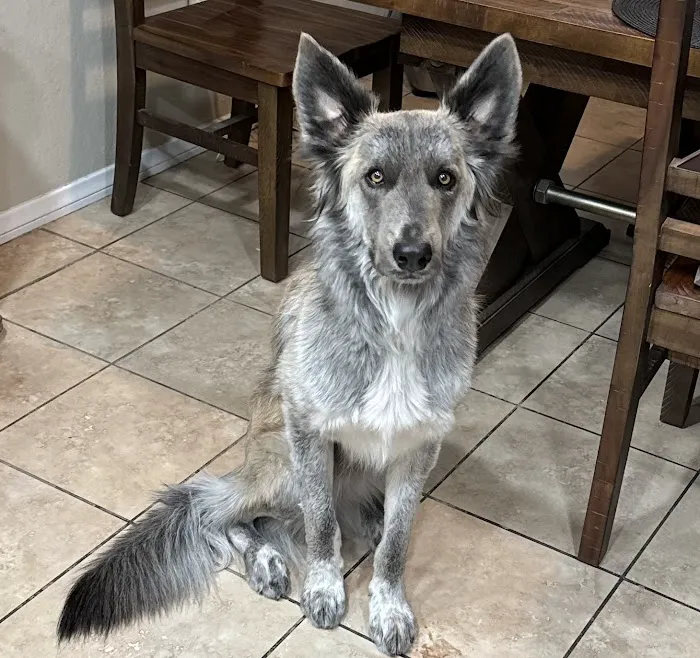 Walnut Village Pet Hospital Picture 10