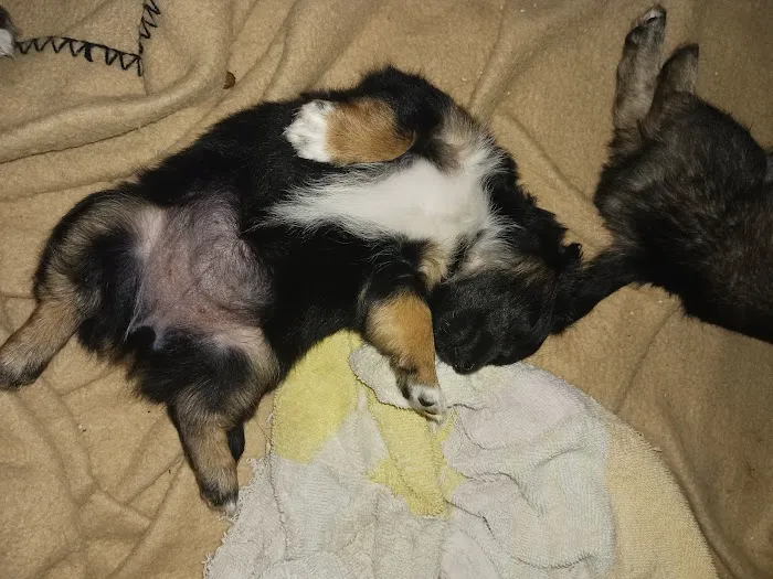 Jurupa Hills Animal Hospital Picture 4