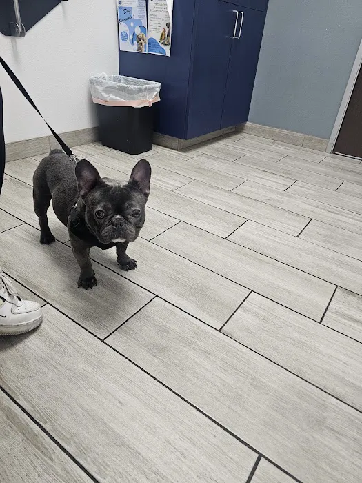 Jurupa Hills Animal Hospital Picture 7