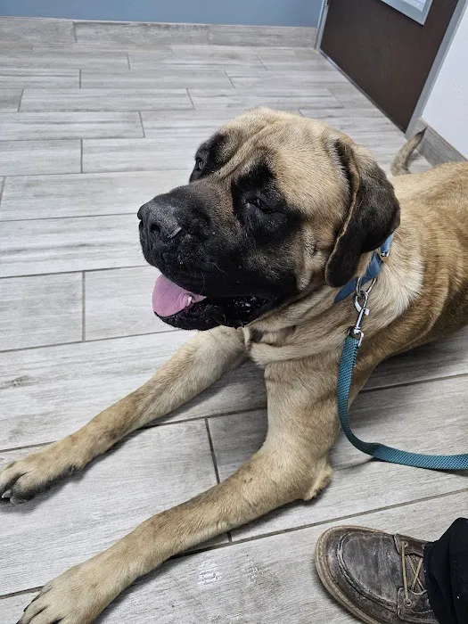 Jurupa Hills Animal Hospital Picture 5