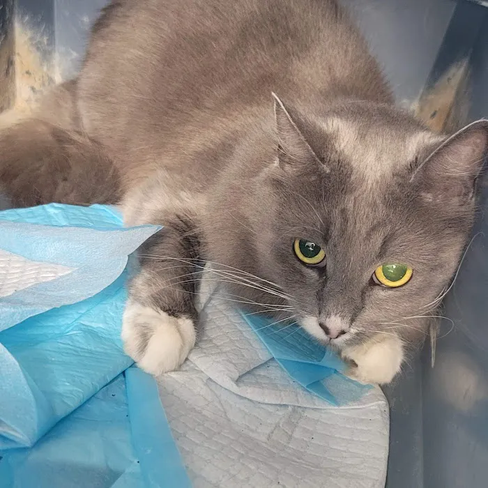 Riverside Cat Hospital Picture 3
