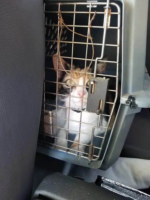 Riverside Cat Hospital Picture 2