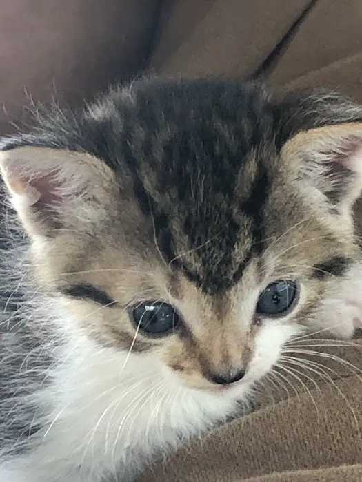 Riverside Cat Hospital Picture 4