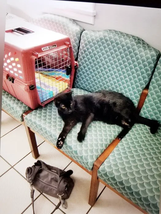 Riverside Cat Hospital Picture 5