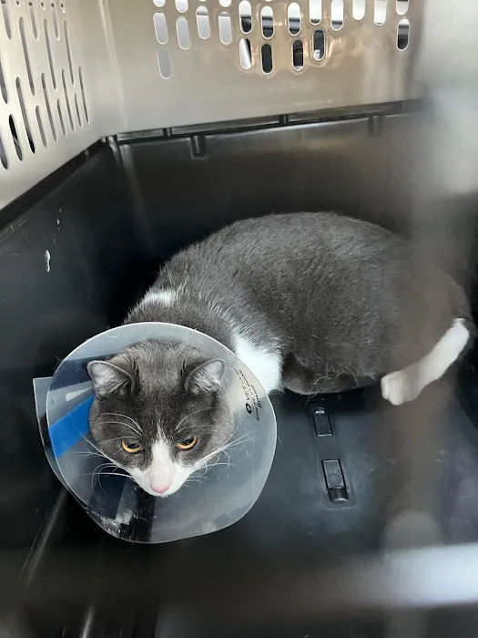 Riverside Cat Hospital Picture 7
