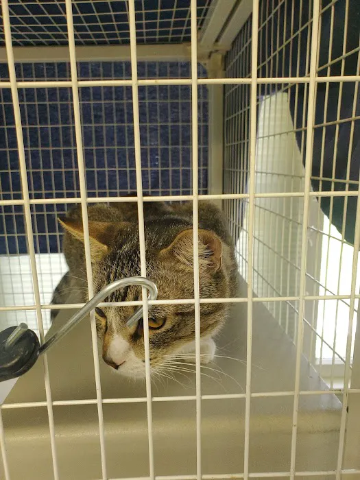 Riverside Cat Hospital Picture 6