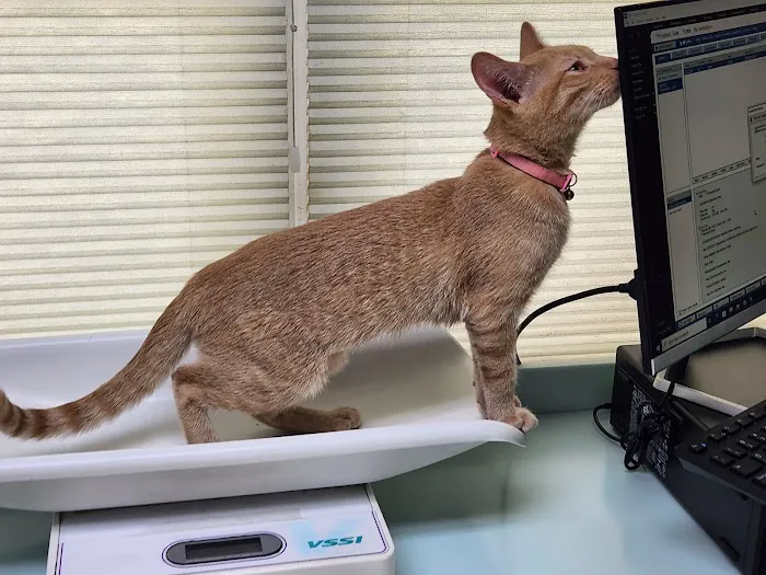 Riverside Cat Hospital Picture 8