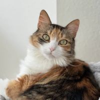 Animal Hospital of Riverside ico