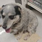 Vetco Vaccination Clinic