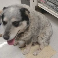 Vetco Vaccination Clinic ico