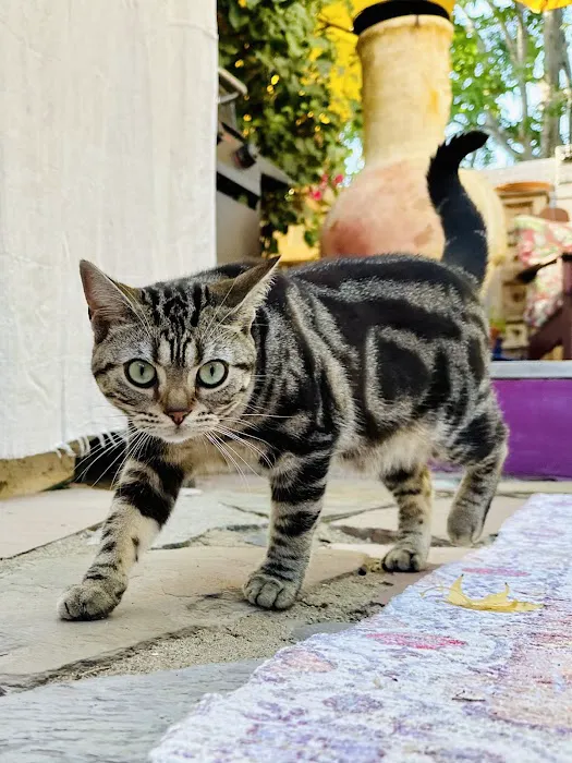 Milla's Kats Picture 1