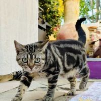 Milla's Kats ico