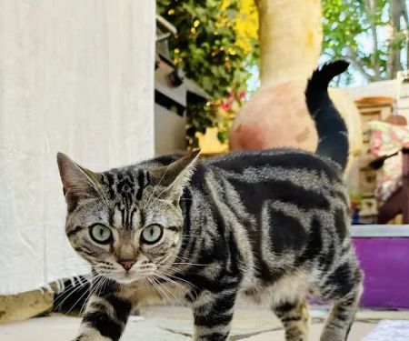 Milla's Kats