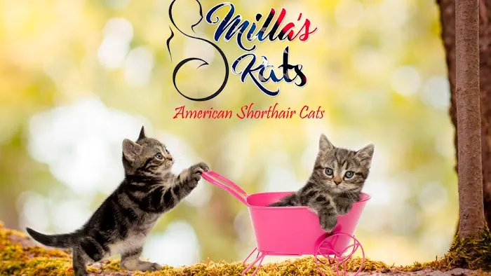 Milla's Kats Picture 9
