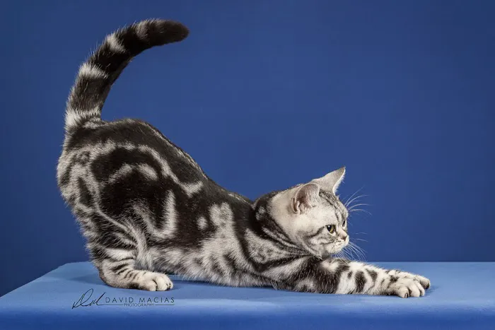 Milla's Kats Picture 7