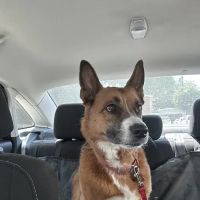 La Sierra Veterinary Clinic ico
