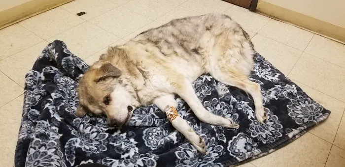 La Sierra Veterinary Clinic Picture 10