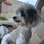 Van Buren Animal Hospital