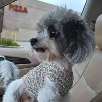Van Buren Animal Hospital ico
