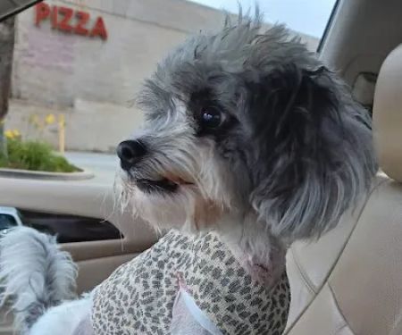 Van Buren Animal Hospital