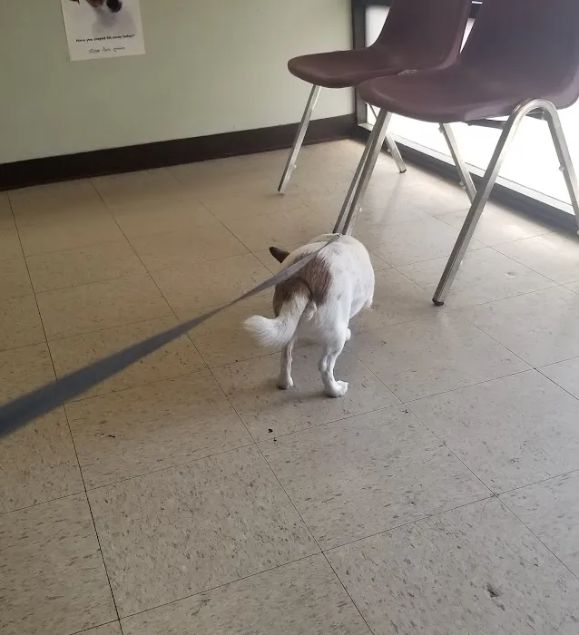 Van Buren Animal Hospital Picture 2