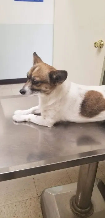 Van Buren Animal Hospital Picture 4