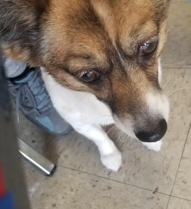 Van Buren Animal Hospital Picture 3