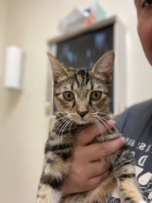 Arlington-Adams Animal Hospital Picture 3