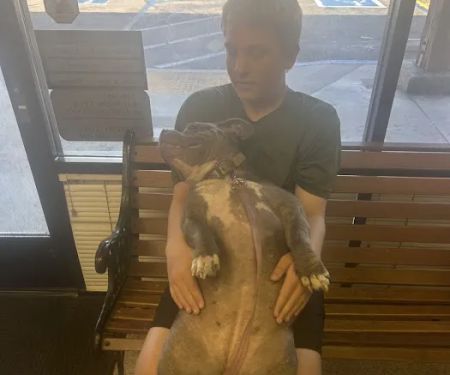 Arlington-Adams Animal Hospital