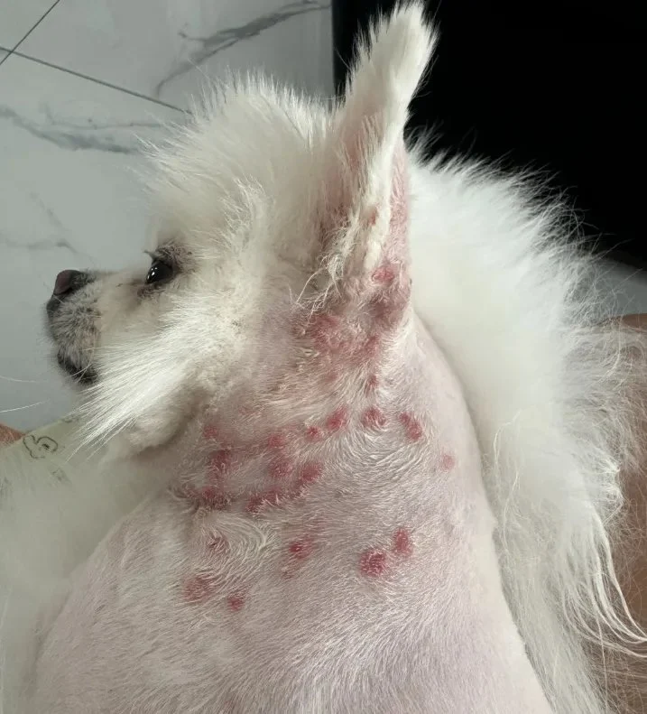 Common Skin Conditions in Dogs and Their Treatments – Practical Guide for Pet Owners
