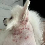 Common Skin Conditions in Dogs and Their Treatments – Practical Guide for Pet Owners