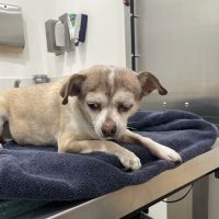 Riverside Regional Veterinary Group ico